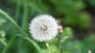 Pusteblume