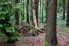 Alter Baum