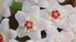 Hoya Carnosa / Wachsblume